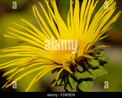 Inula Magnifica Sunbeam Stockfoto