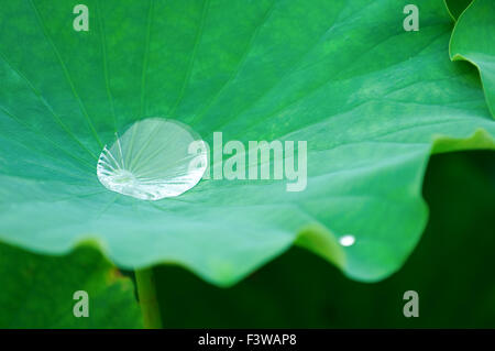 Ein Wassertropfen auf Lotus-Pad (Blatt) Stockfoto