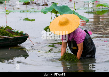 Eine Frau mit Hut im Lotus pool Stockfoto