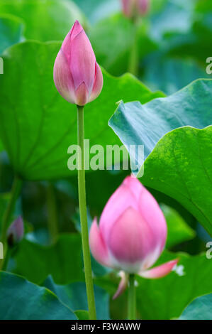 Der Schuss des Lotus Blätter und Blüte Stockfoto