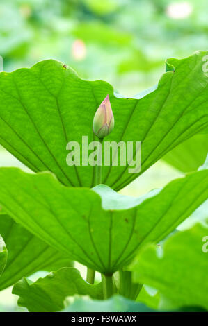 Die Lotus Knospe und die Lotus-Pads (Blätter) Stockfoto