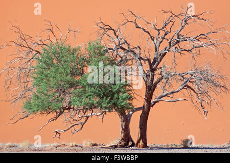 Landschaft in namibia Stockfoto