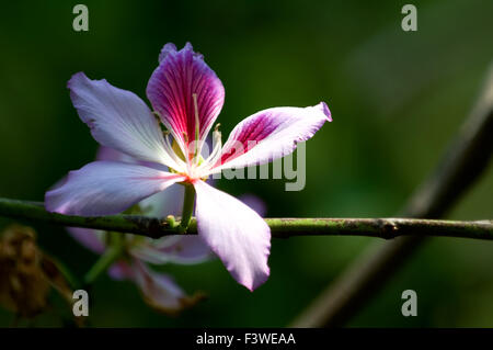 Die Bauhinia Blakeana Blume Stockfoto