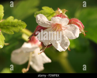 Geranium Macrorrhizum Spessart Stockfoto