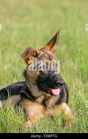 Porträt von einem Deutscher Schäferhund-Welpen Stockfoto