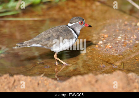 Drei-banded Regenpfeifer Stockfoto