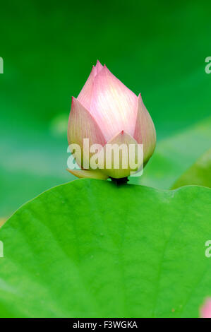 Nahaufnahme von Lotusblüte (Knospe) über Blätter Stockfoto