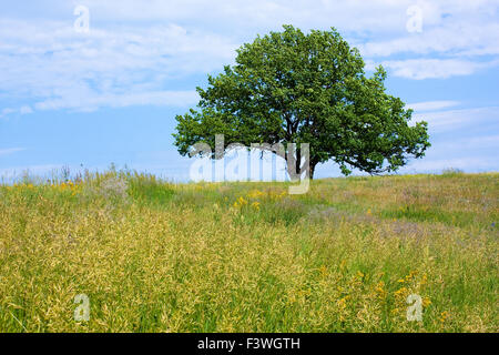 einsame alte Eiche Stockfoto einsame alte Eiche Stockfoto