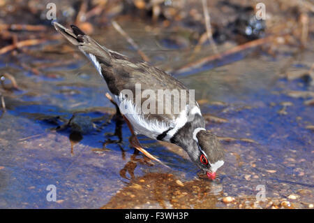 Drei-banded Regenpfeifer Stockfoto