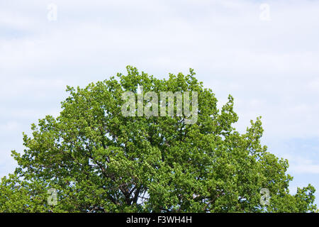 einsame alte Eiche Stockfoto einsame alte Eiche Stockfoto