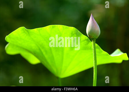 Nahaufnahme von Lotusblüte (Knospe) über Blätter Stockfoto