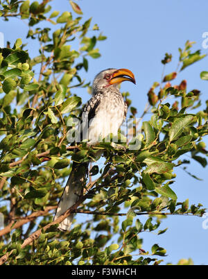 Südlichen Yellowbilled Hornbill Stockfoto