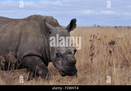 Weißes Nashorn Stockfoto