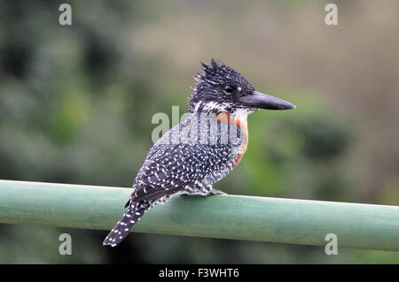 Riesige Eisvogel; Megaceryle Maxima Stockfoto