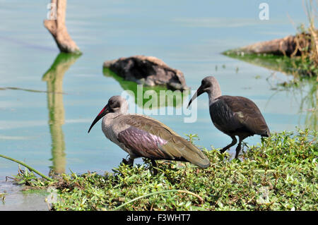 Hadida (Hadeda) Ibis Stockfoto