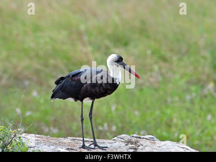 Wooly-necked Storch Stockfoto