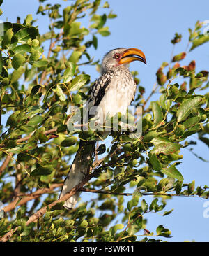 Südlichen Yellowbilled Hornbill Stockfoto