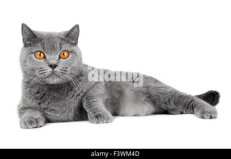 Britisch Kurzhaar Katze isoliert Stockfoto