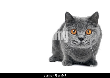 Britisch Kurzhaar Katze isoliert Stockfoto