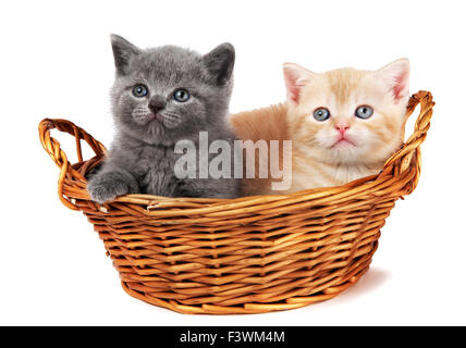 Zwei britische Kätzchen im Korb Stockfoto