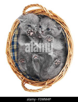 Zwei britische Kätzchen im Korb Stockfoto