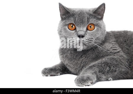 Britisch Kurzhaar Katze isoliert Stockfoto