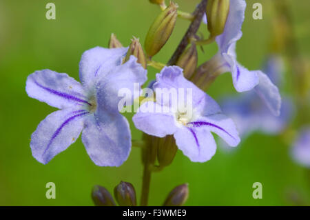 Die kleine Pinky Straße Blumen mit details Stockfoto