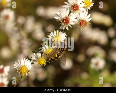 Heide-Aster Stockfoto