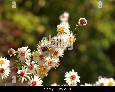 Heide-Aster Stockfoto