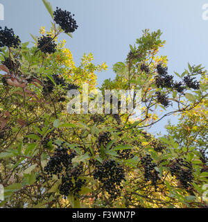 Holunder Strauch im Herbst mit Reife ältere Holunder Holunder Früchten im englischen Hecke Stockfoto