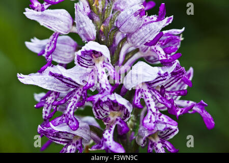 militärische Orchidee (Orchis Militaris) Stockfoto