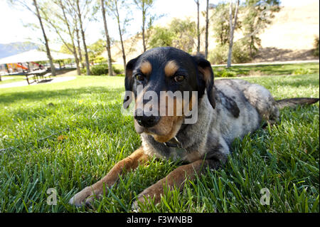 Porträt eines älteren Hundes in einem park Stockfoto