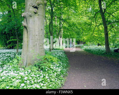 Wald-Boden bedeckt mit Bärlauch Derbyshire England Stockfoto