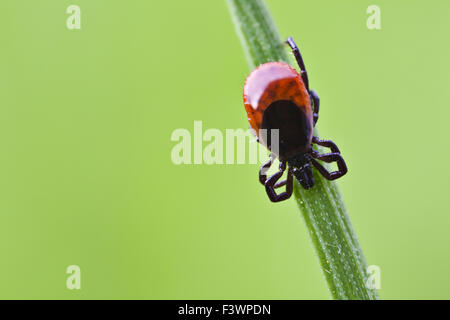 Zecke ((Ixodes Ricinus) Stockfoto