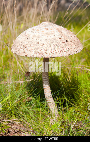 Pilz Riesen Sonnenschirm Regenschirm Stockfoto