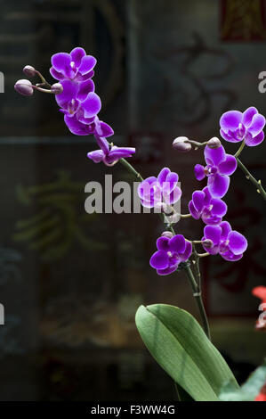 Rosa Orchidee Blume auf schwarzem Hintergrund Stockfoto