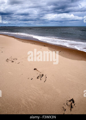 Algen in den Sand zu Druridge Bay in der Nähe von schlendern am Meer an der Northumberland Küste Englands Stockfoto