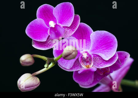 Rosa Orchidee Blume auf schwarzem Hintergrund Stockfoto