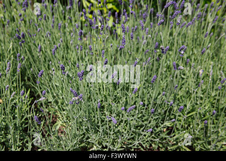 Lavandula Angustifolia 'Hidcote' Pflanzen in Blüte Stockfoto