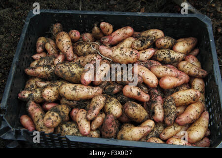 Solanum Tuberosum 'Pink Fir Apple"Kartoffel Nahaufnahme von frisch gegraben Kartoffeln Stockfoto