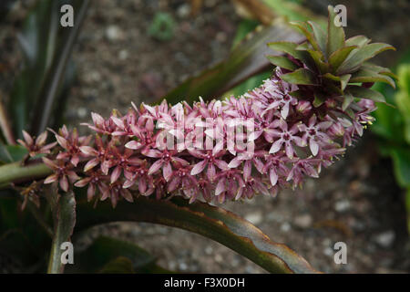 Eucomis Comosa "Sparkling Burgundy" Nahaufnahme Blume Stockfoto