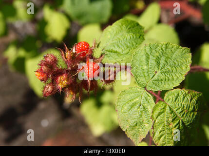 Rubus Phoenicolasius japanische Wineberry Nahaufnahme von reifen Früchten Stockfoto