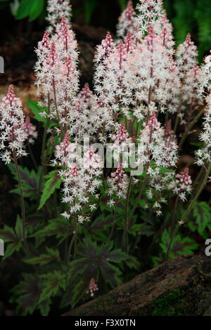 Tiarella "Sugar and Spice" Nahaufnahme von Blumen Stockfoto