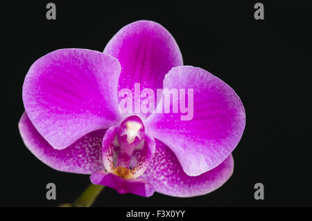 Rosa Orchidee Blume auf schwarzem Hintergrund Stockfoto