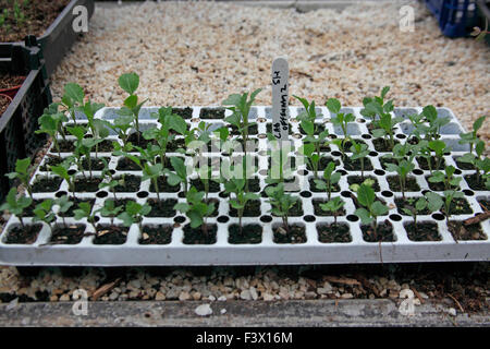 Brassica Oleracea Kohl Sämlinge wachsen im Modul-Tray auf Poly-Tunnel-Inszenierung Stockfoto