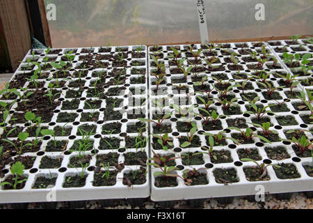 Rote Beete, Pastinaken und Möhren Sämlinge wachsen im Modul Tabletts auf Poly-Tunnel-Inszenierung Stockfoto