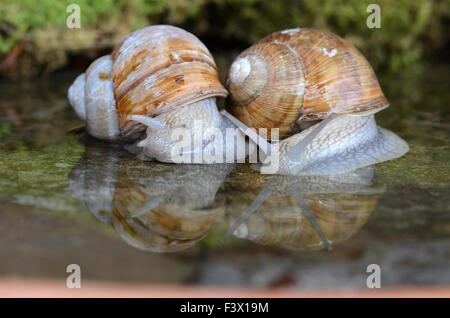 Schnecke, Weinberg Stockfoto