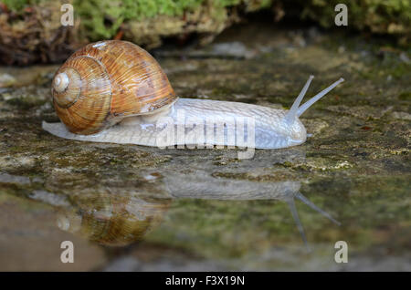 Schnecke, Weinberg Stockfoto