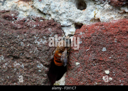 Osmia Rufa Mauerwerk Biene kommt aus dem Loch in der Mauer Stockfoto