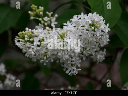 Syringa Vulgaris 'Mme Lemoine' lila Nahaufnahme von Blumen Stockfoto